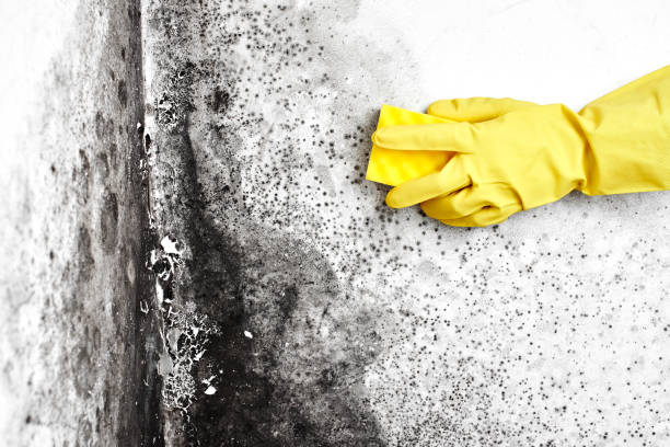 Best Certified Mold Removal  in Richmond Hill, GA