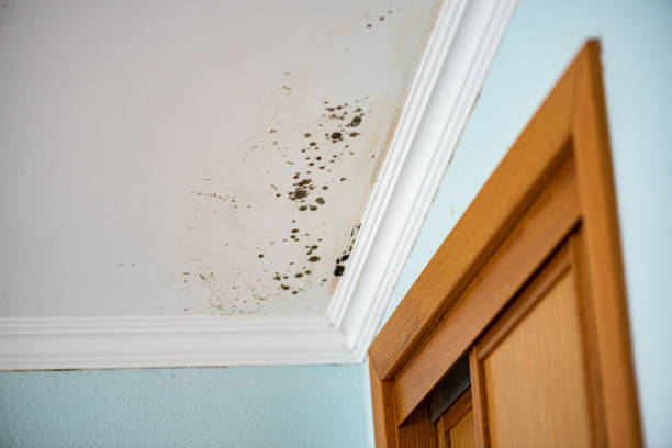Certified Mold Removal in Richmond Hill, GA