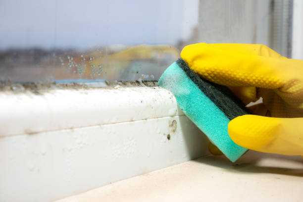Professional Mold Removal in Richmond Hill, GA