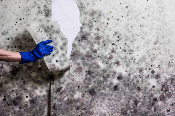 Best Commercial Mold Removal  in Richmond Hill, GA