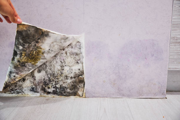 Best Black Mold Removal  in Richmond Hill, GA
